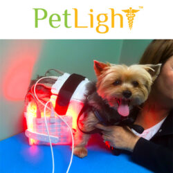 Dog getting back treated with PetLight